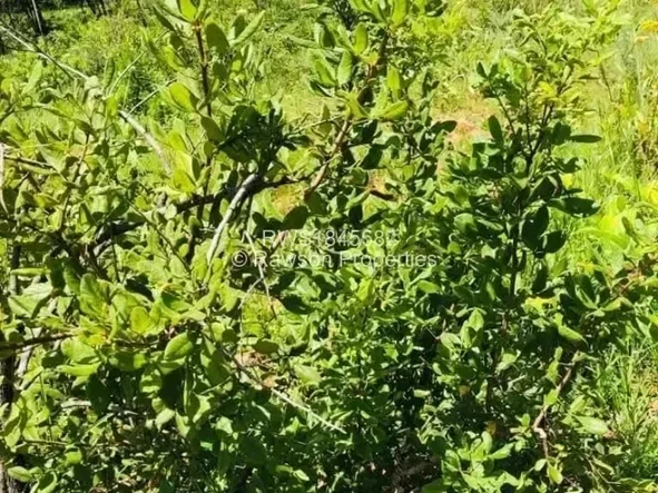 Farm & Agricultural Land