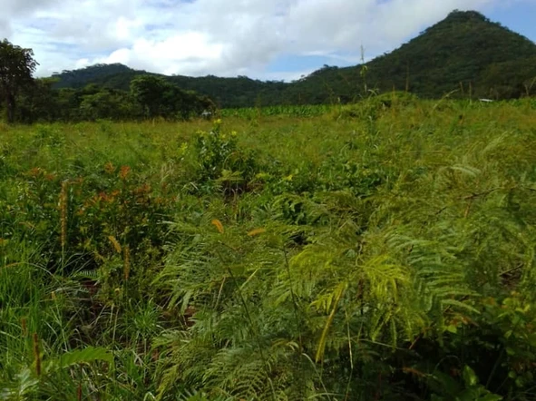 Farm & Agricultural Land