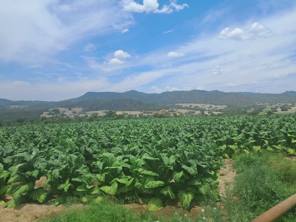 Let's Go Farming!!