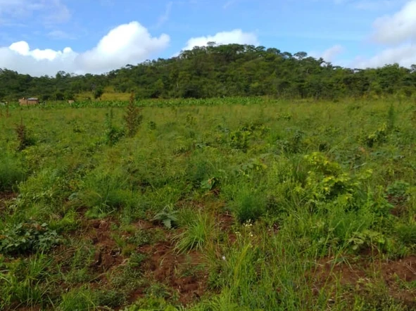 Farm & Agricultural Land