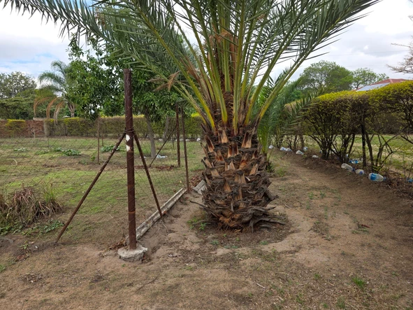 Stands & Residential Land