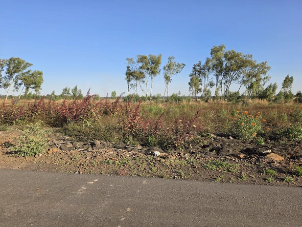 Stands & Residential Land