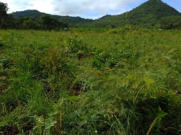 Farm & Agricultural Land